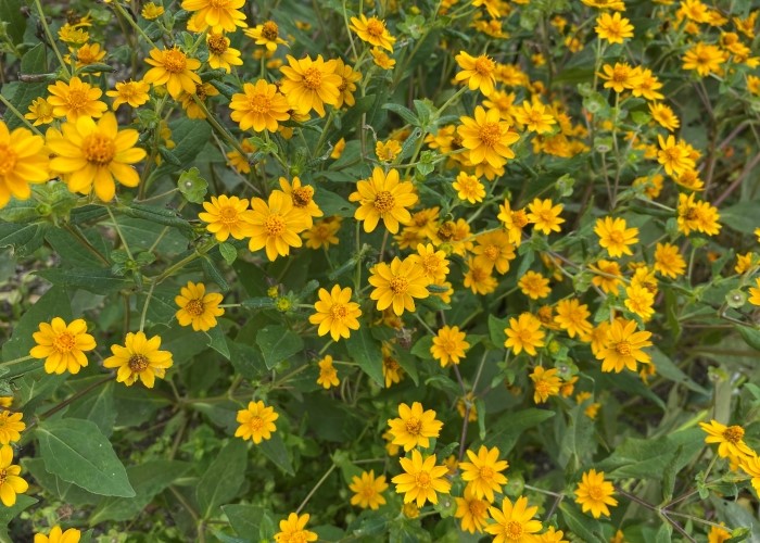 一面の黄色い花