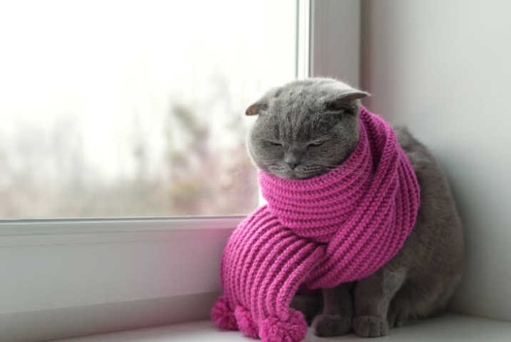 窓の寒さにここえる猫