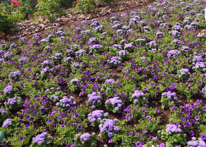 カイエンペッパー