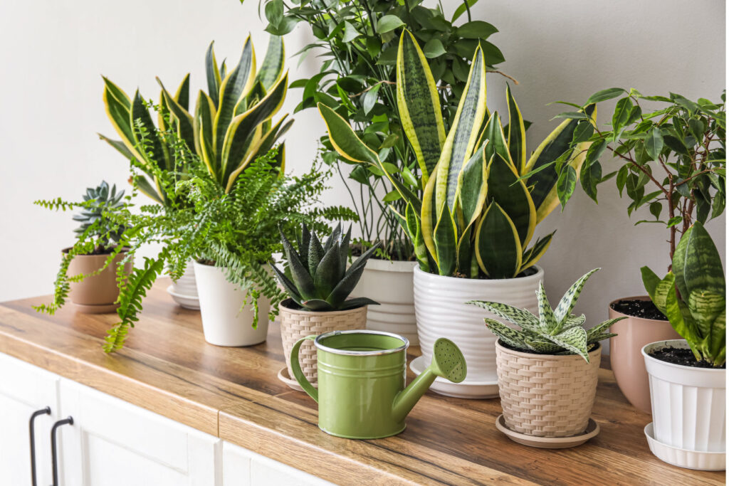 初心者も育てやすい「観葉植物」5選。おすすめの人気品種とは？